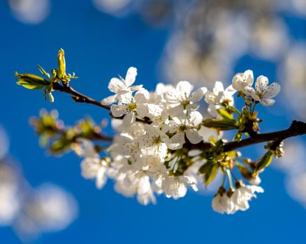 Close-up of white cherry blossoms with vibrant blue sky background.