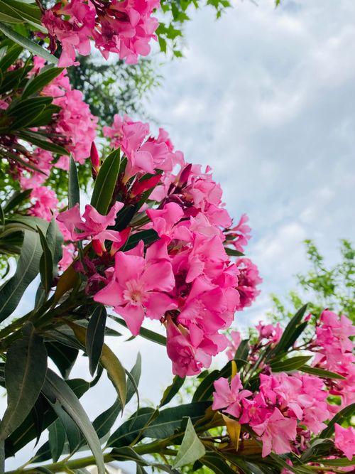 Free Captivating pink oleander flowers against a bright summer sky, showcasing vibrant natural beauty. Stock Photo