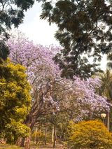 Blooming trees in a Bengaluru park