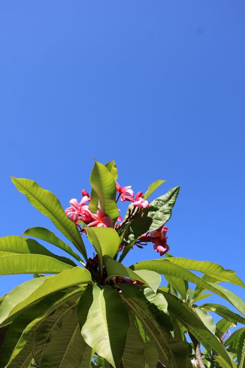 Free Pink plumeria flowers with green leaves against a vibrant blue sky, showcasing nature's beauty. Stock Photo