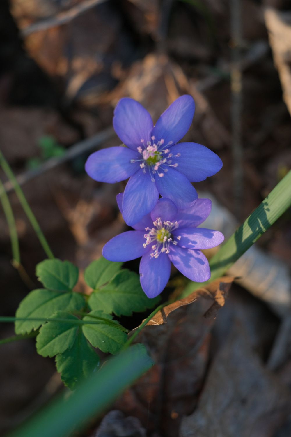 Hepatica Close-up of Purple Hepatica Flowers in Spring · Free Stock Photo