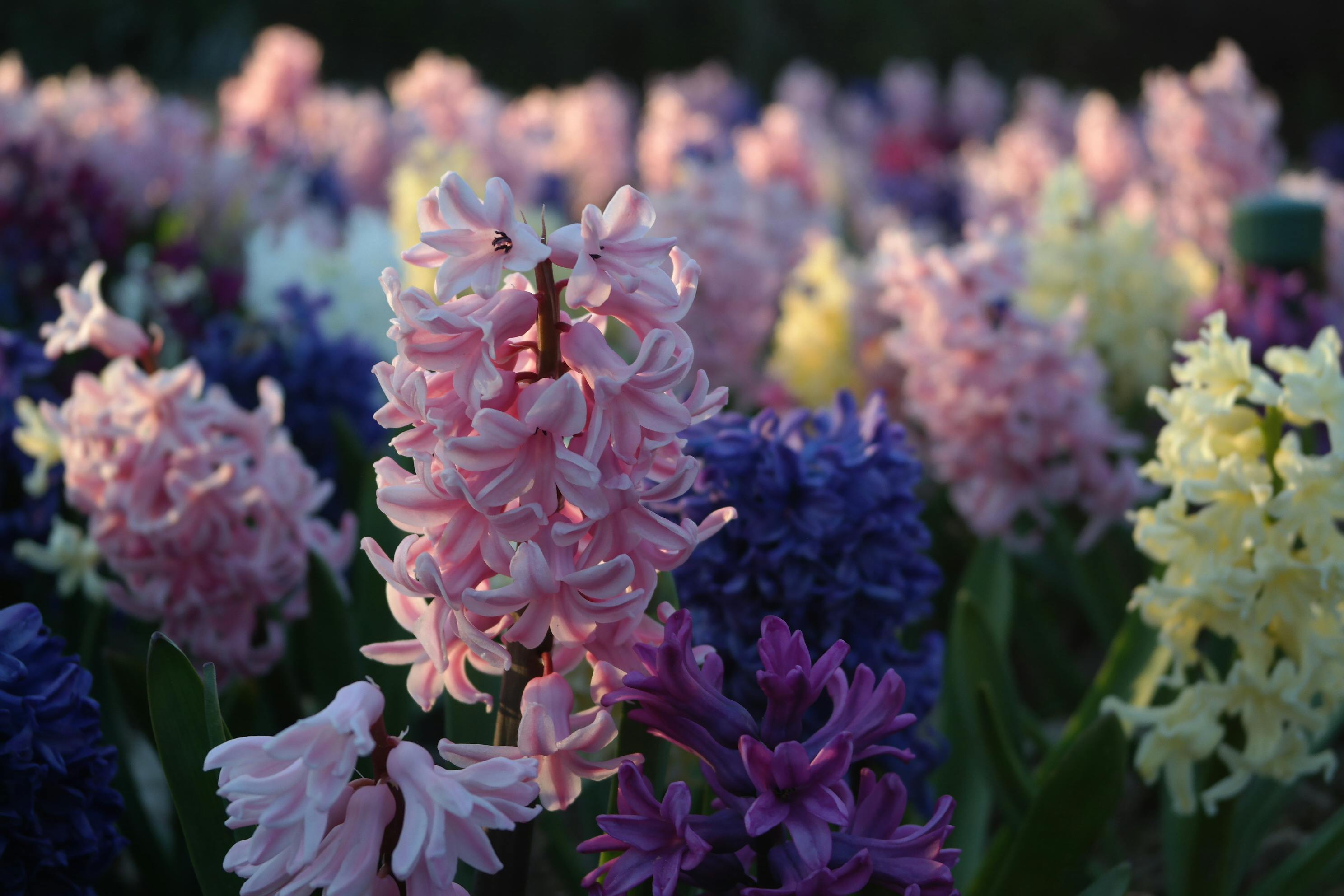 Colorful hyacinths in bloom showcasing pink, purple, and yellow hues in a vibrant garden.