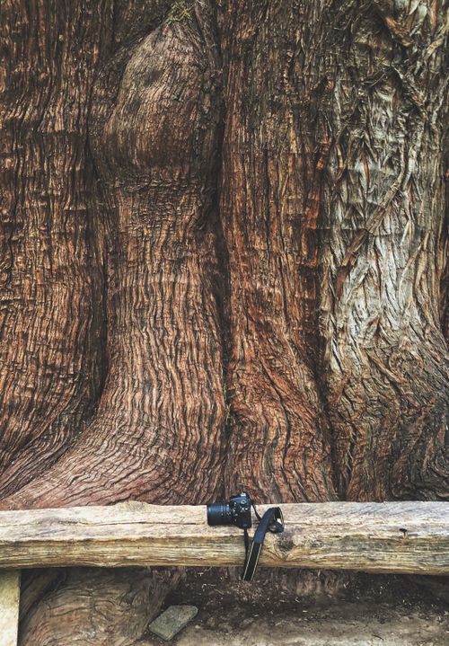 Free Close-up of a massive tree trunk with a camera on a wooden bench, showcasing natural textures. Stock Photo