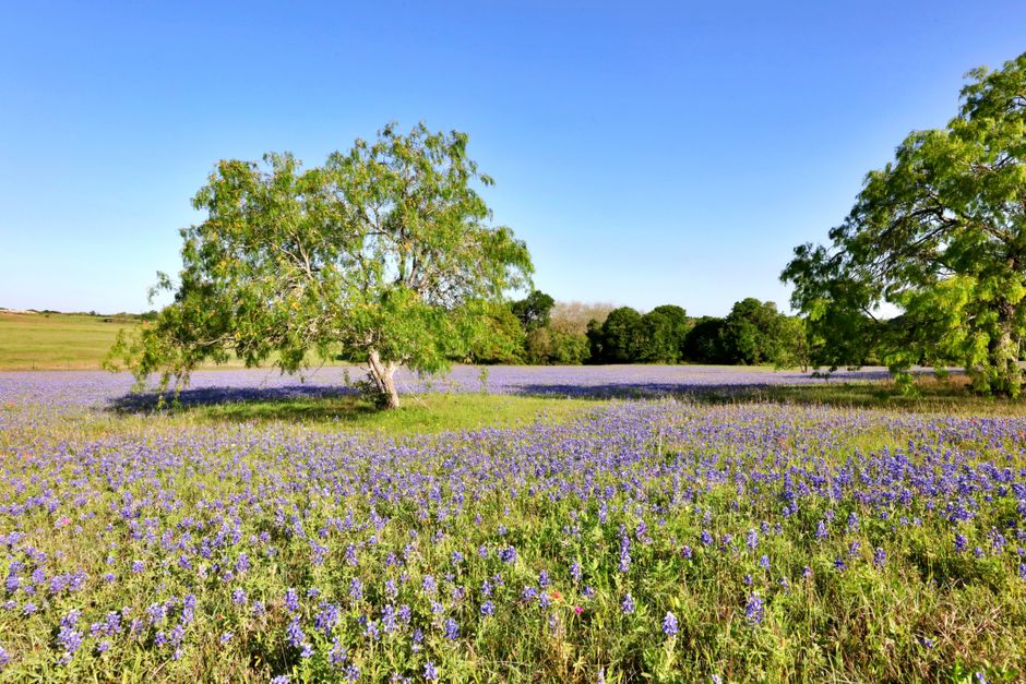 Texas bluebonnet field