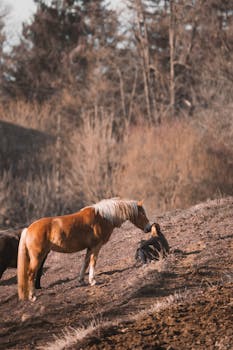 A person sits quietly with a horse on a serene hillside, embraced by nature.