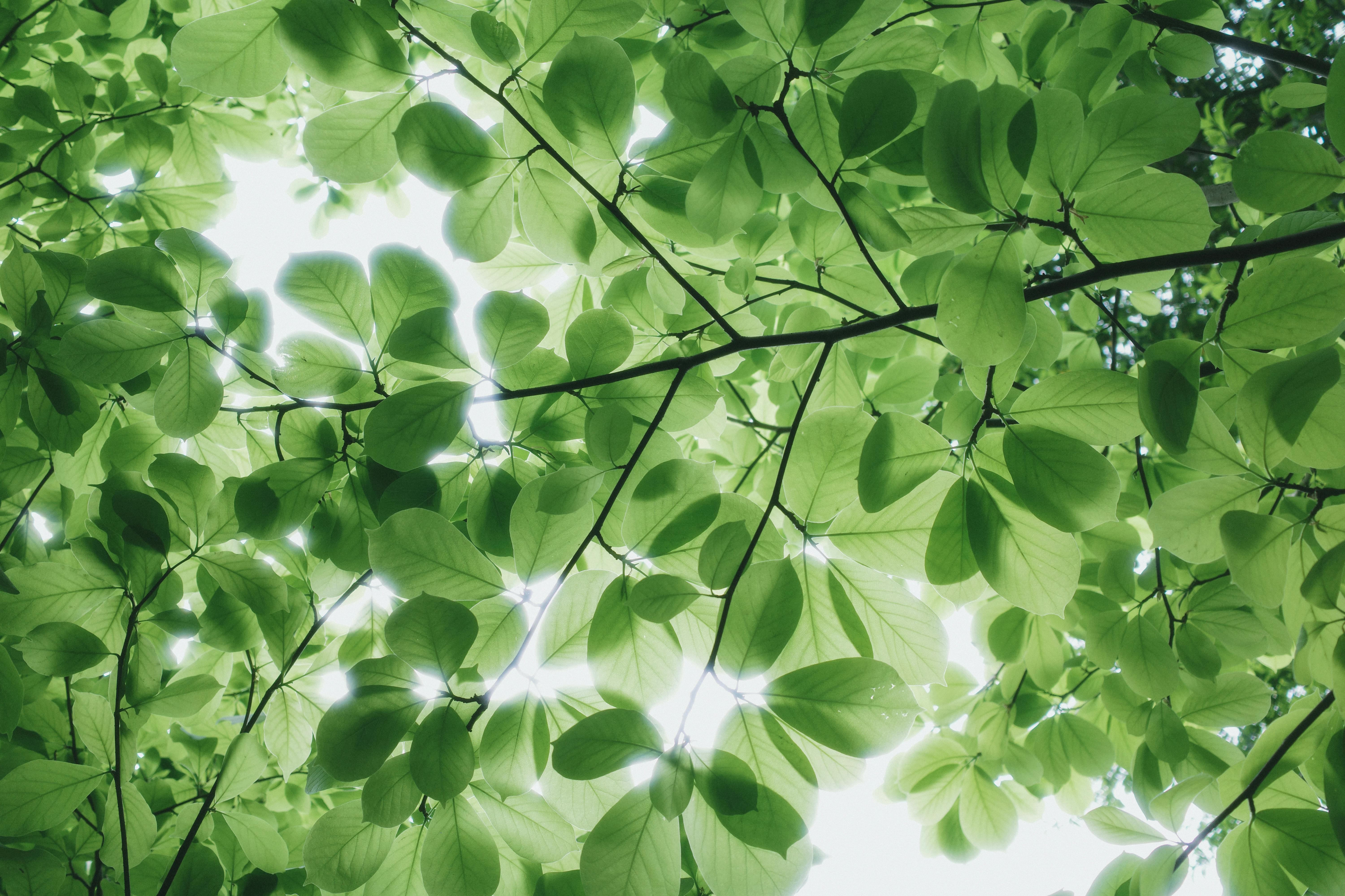 Sustainability of green hydrogen technologies depends on energy mix and supply chain — Photo by JUNLIN ZOU on Pexels