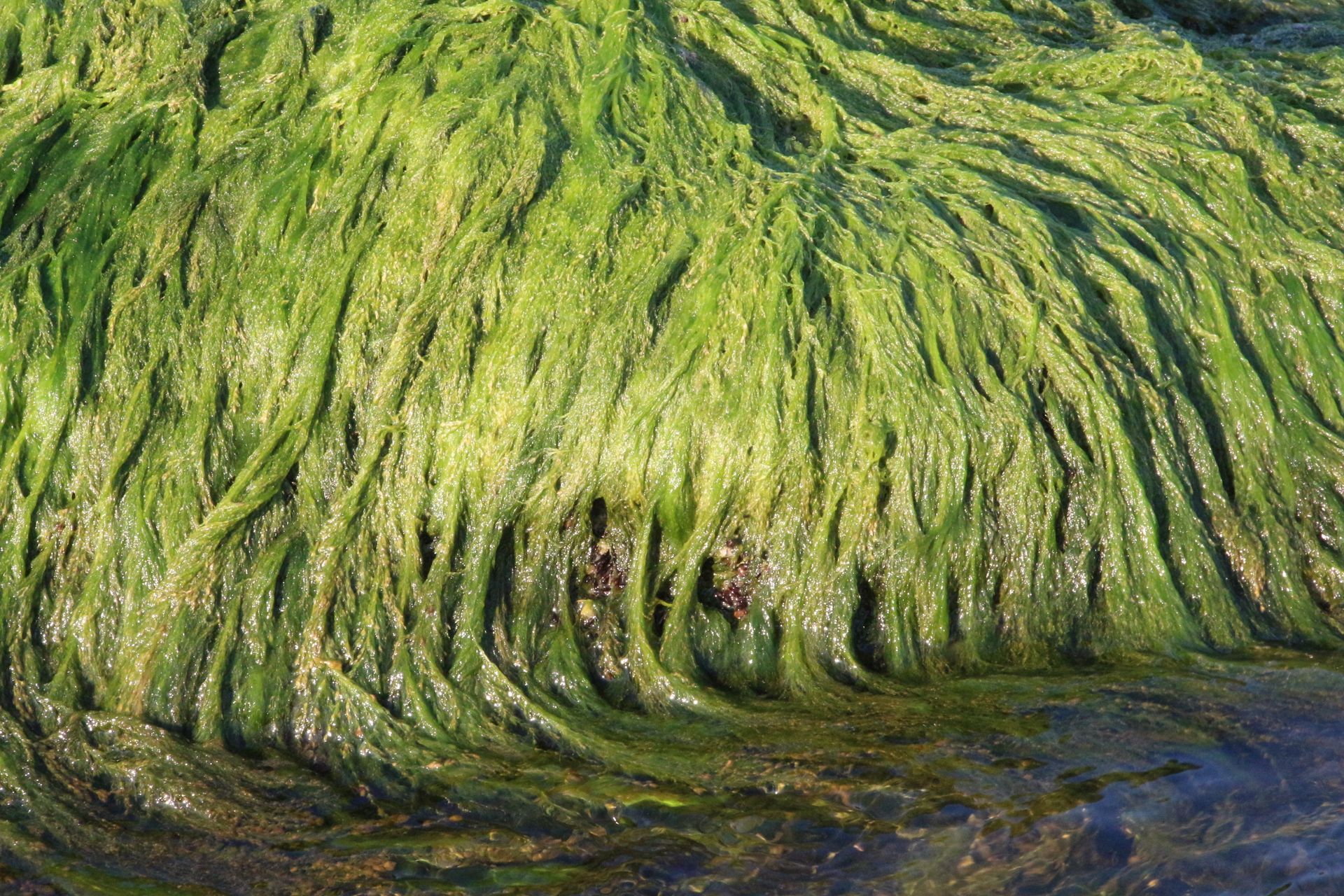 Detailed view of vibrant green algae growing luxuriantly over a water surface.