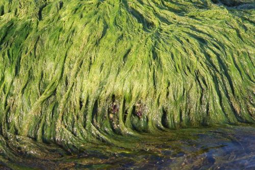 Free Detailed view of vibrant green algae growing luxuriantly over a water surface. Stock Photo