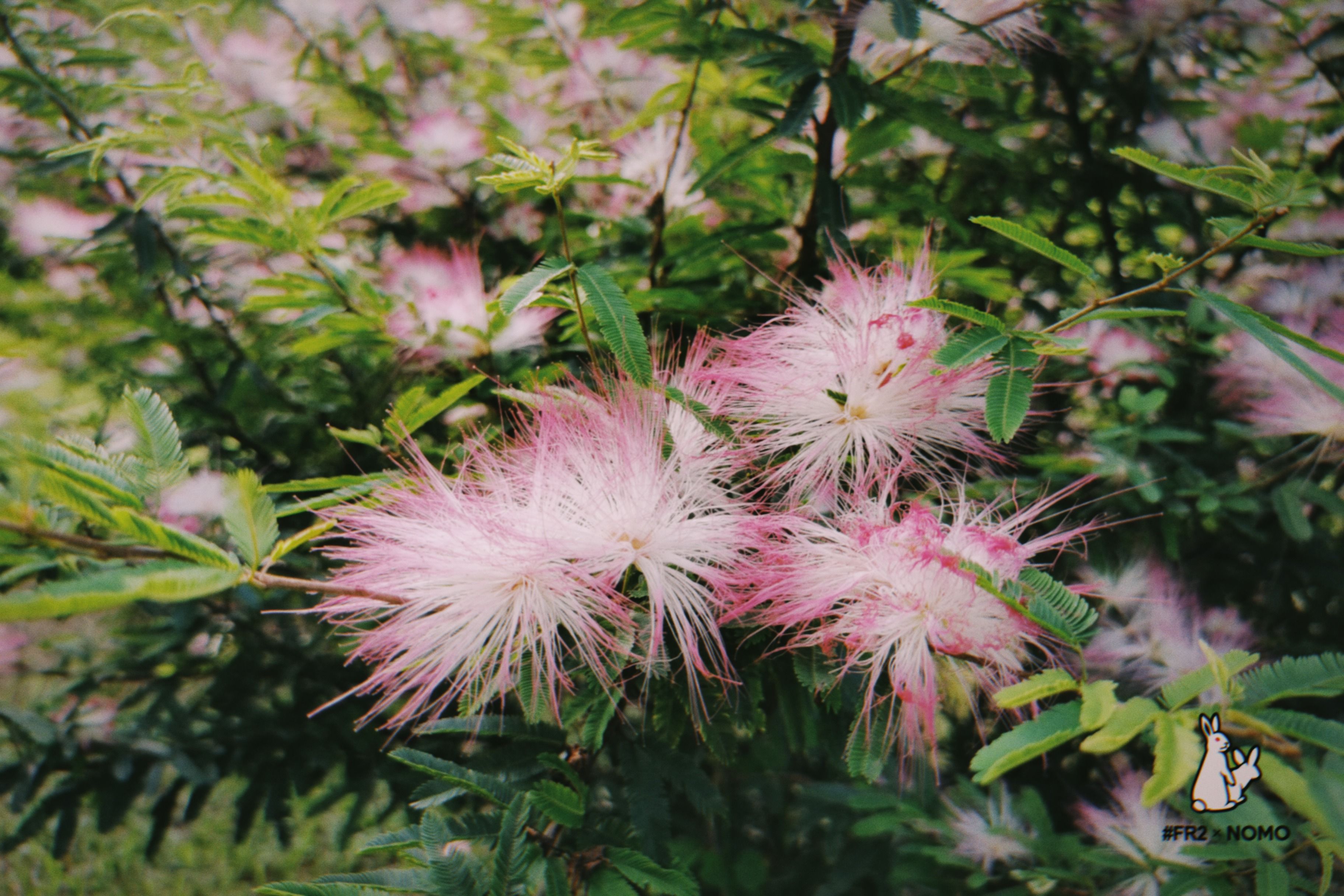 Mimosa : Plantation, Entretien et Floraison