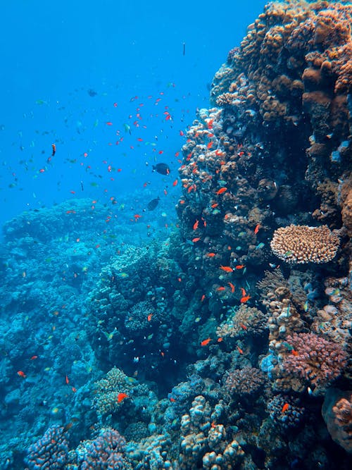 Photo of Fishes Near Coral Reef