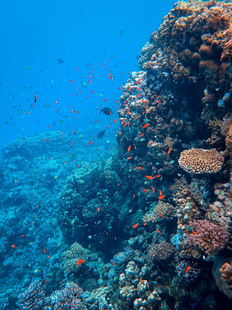 Photo Of Fishes Near Coral Reef