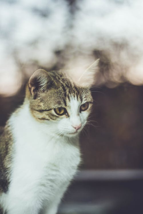 免费 虎斑猫的照片 素材图片