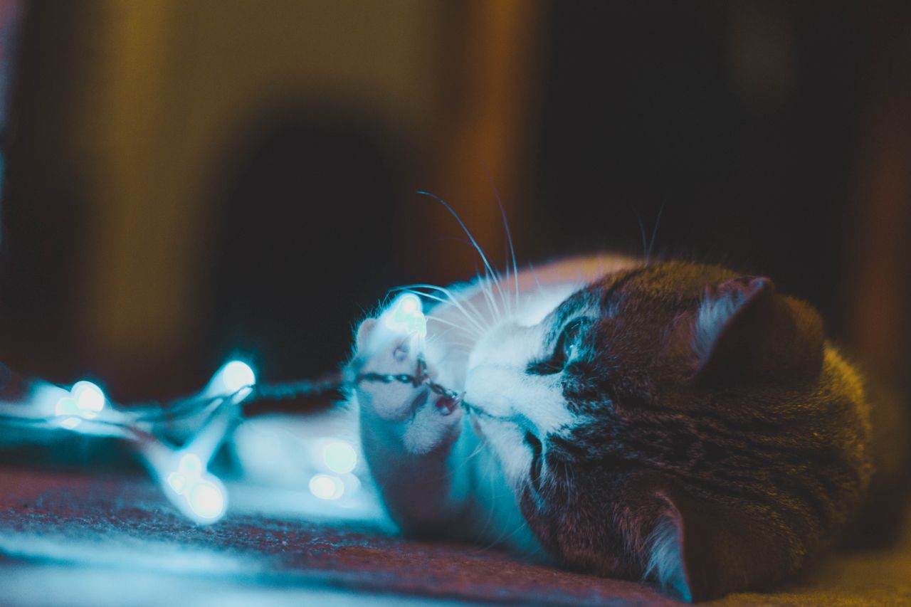 adorable tabby cat playing with sparkling string lights indoors creati