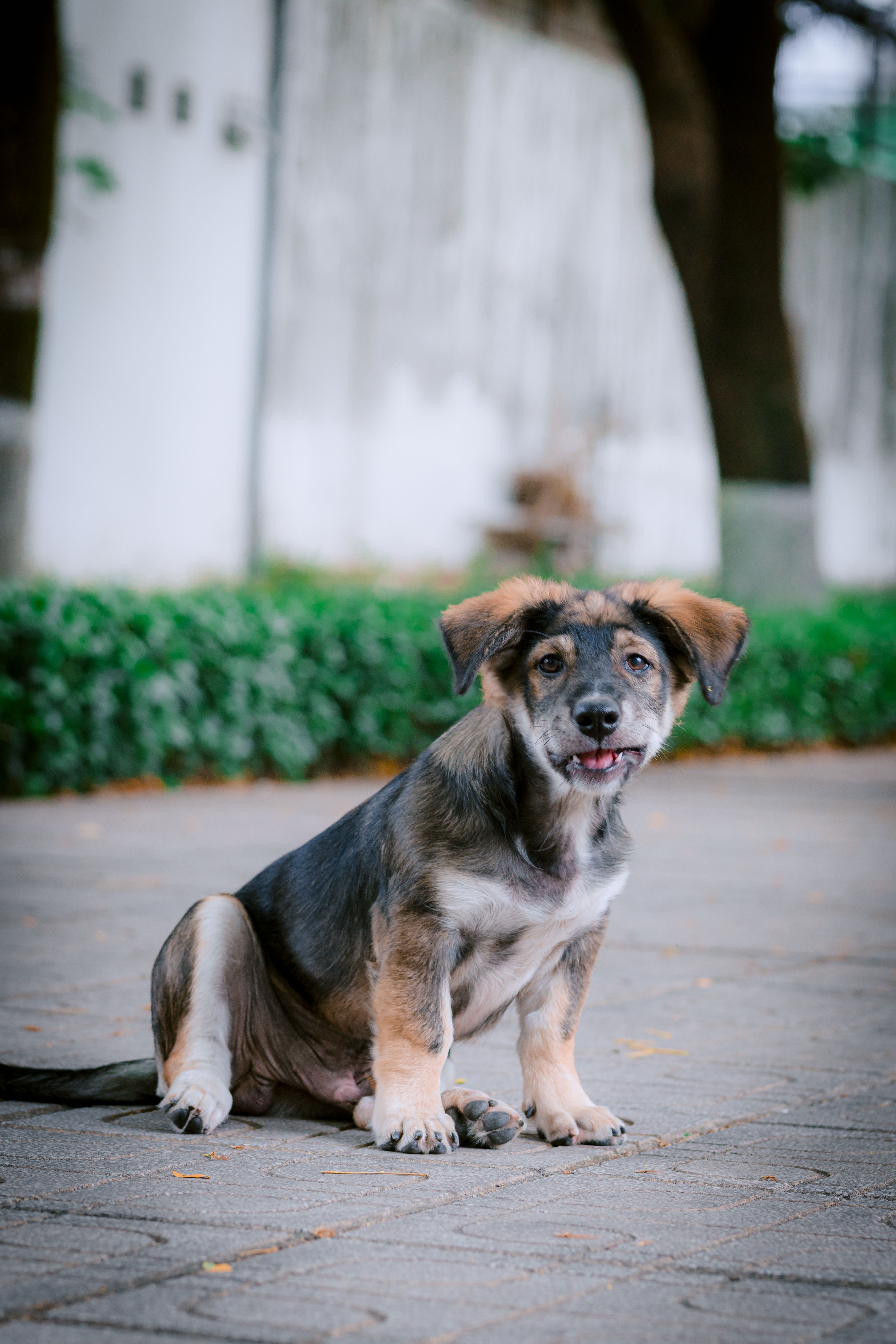 Cute Puppy Sitting on Pavement Outdoors · Free Stock Photo