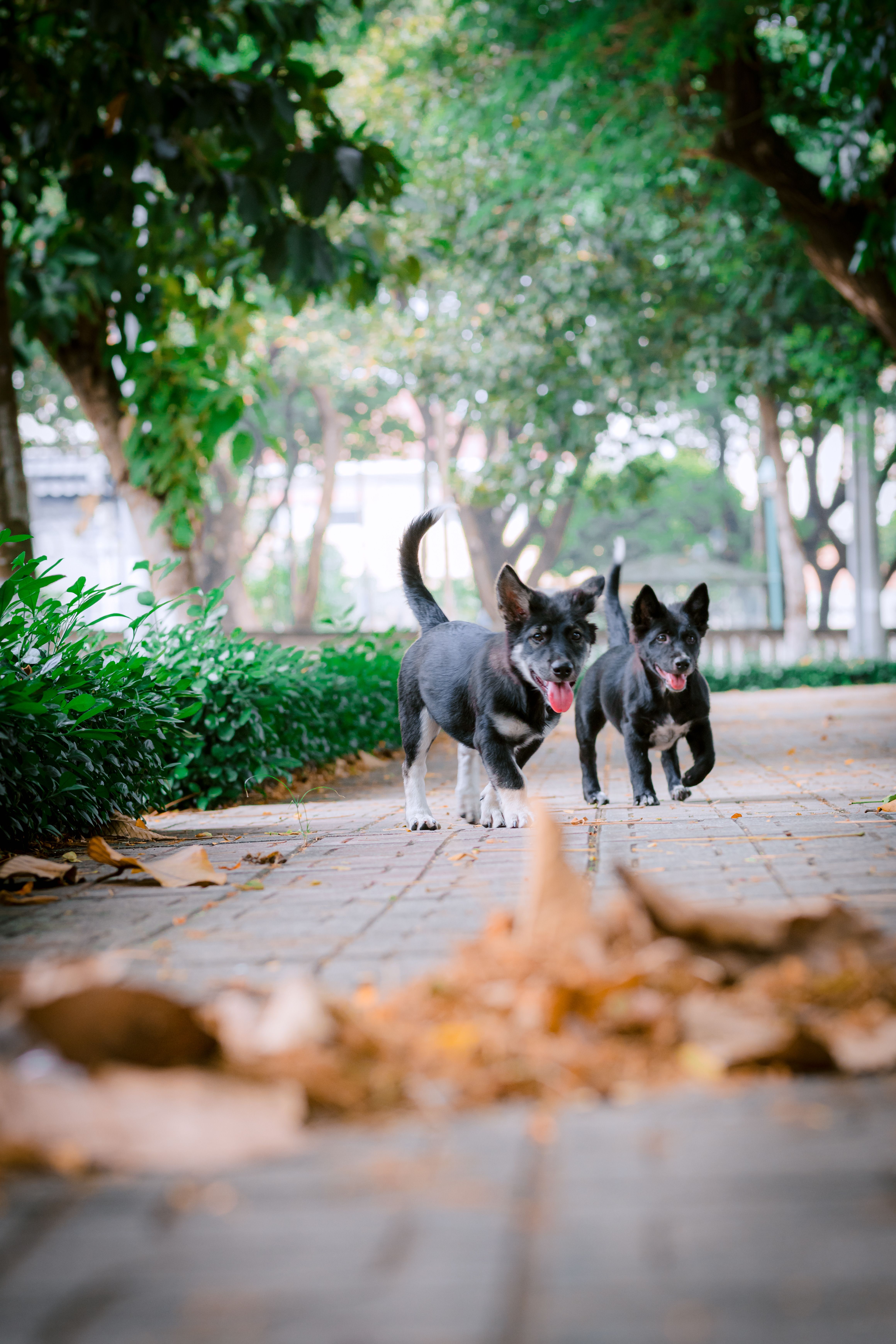 Happy dog on a walk through a park path