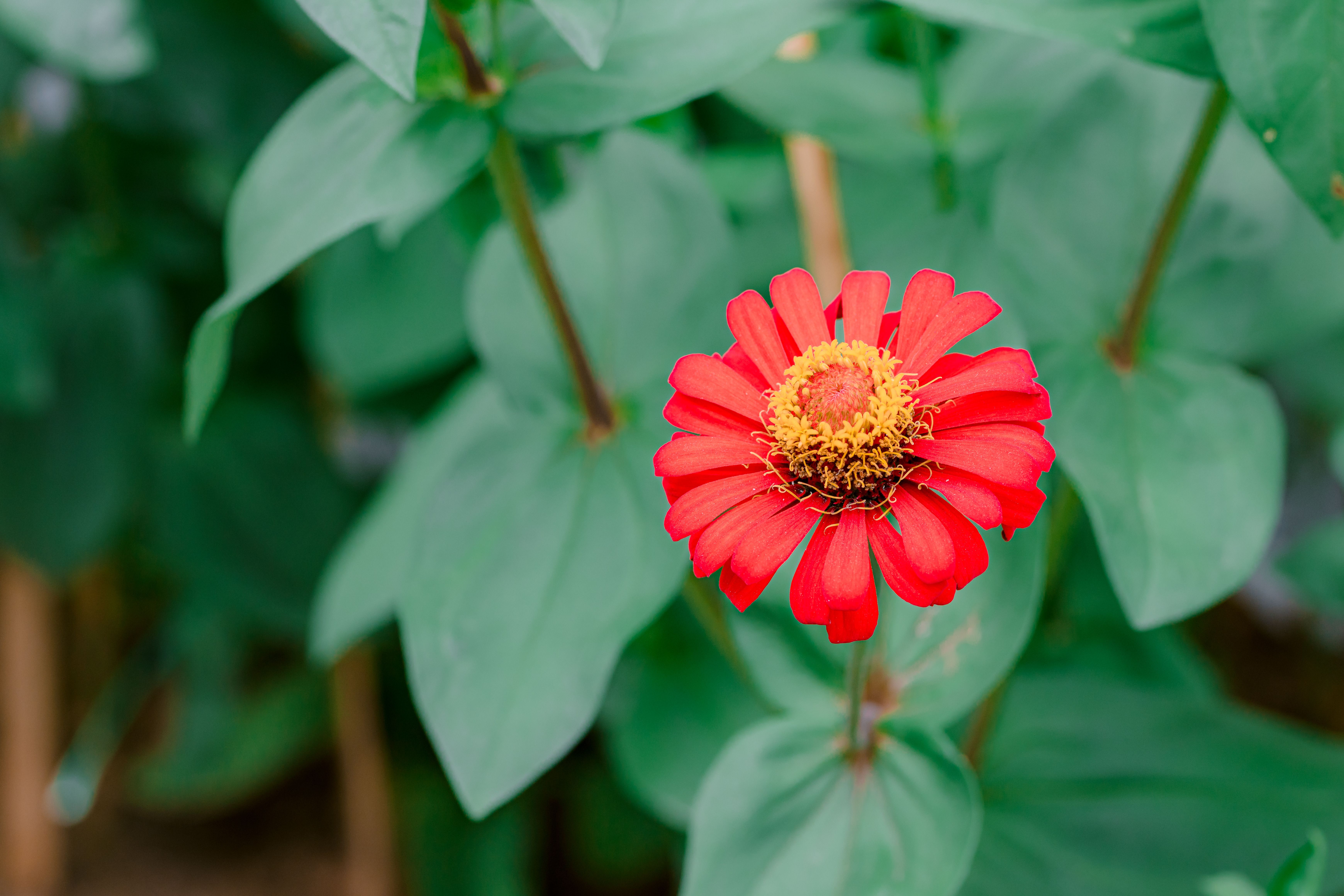 Close-up of a vivid red zinnia flower blooming amidst lush green leaves.