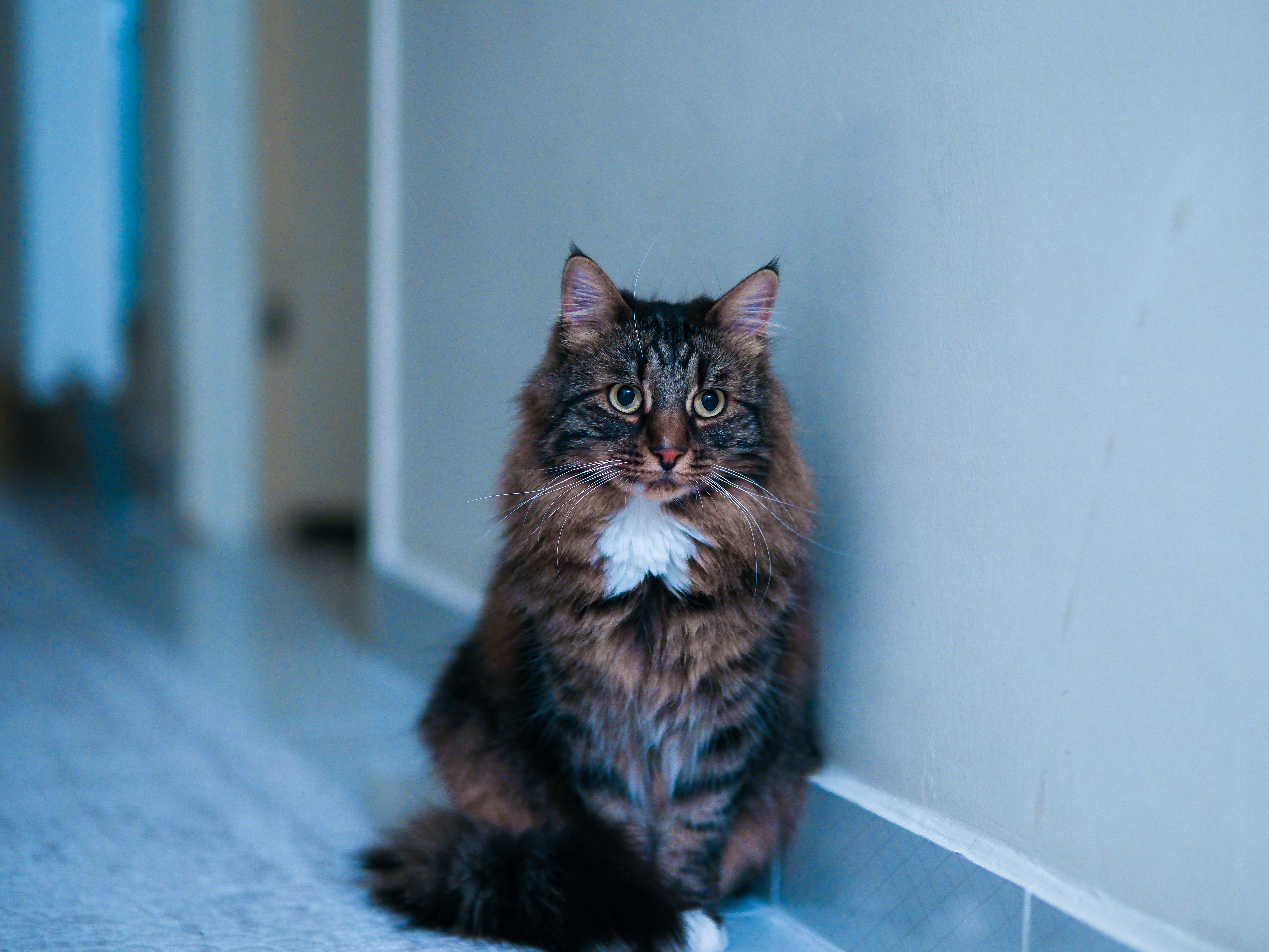 Calculs urinaires chez le chat : symptômes et traitement - Causes : à quoi sont dus les calculs urinaires chez le chat ?