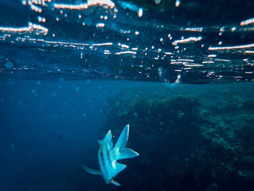 Foto De Peces En El Mar Cerca Del Arrecife