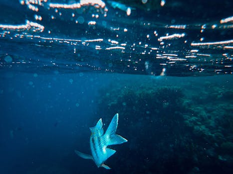 一条鱼在波光粼粼的海面下，游过珊瑚礁附近