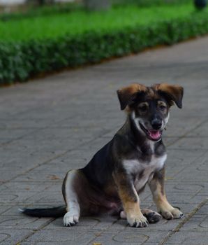 dog photo