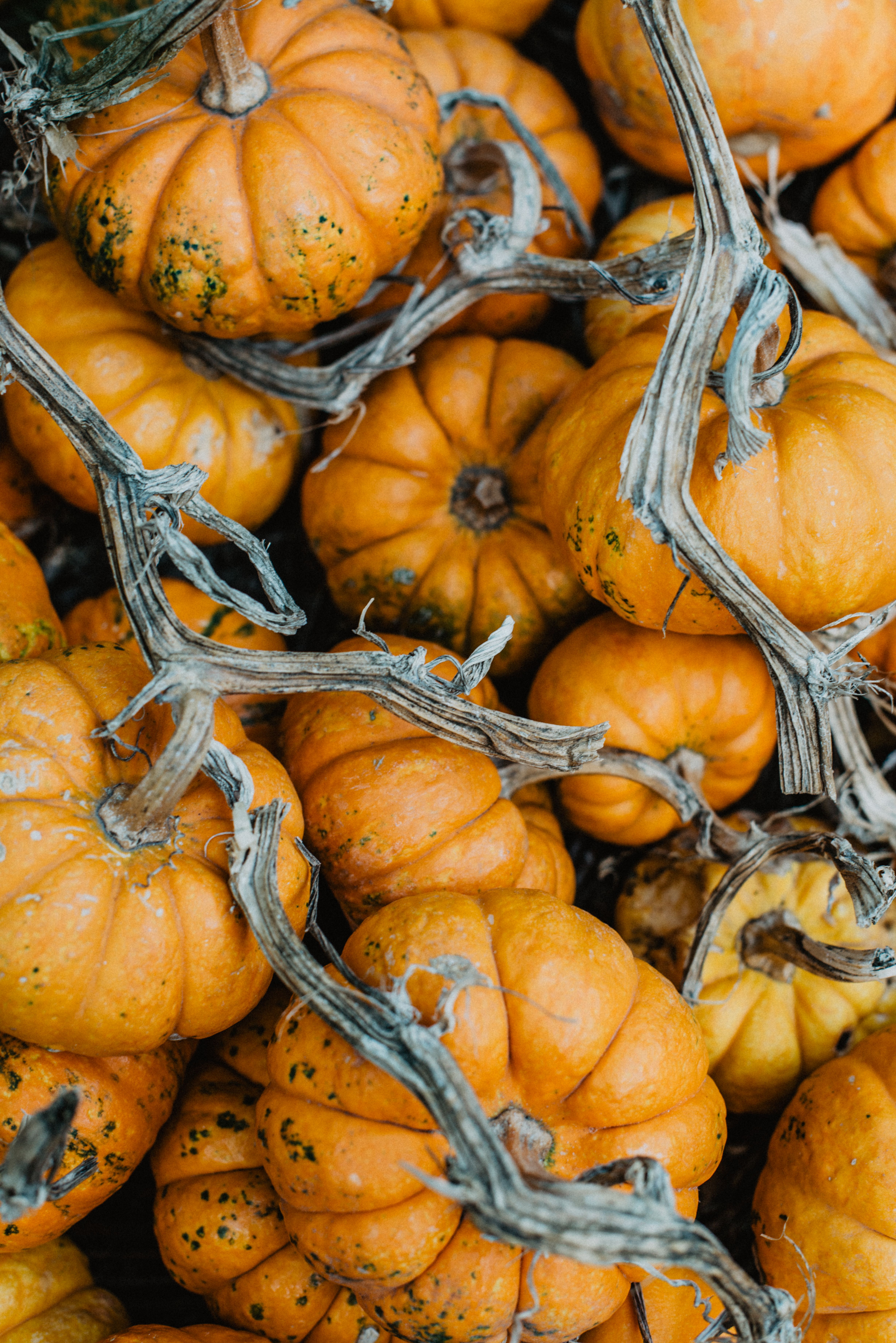 Vibrant Orange Pumpkins Perfect for Autumn Decor · Free Stock Photo