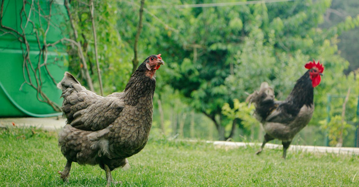 東華大學推「生活養雞學」課程 20隻「雞老師」陪你上課趣味十足