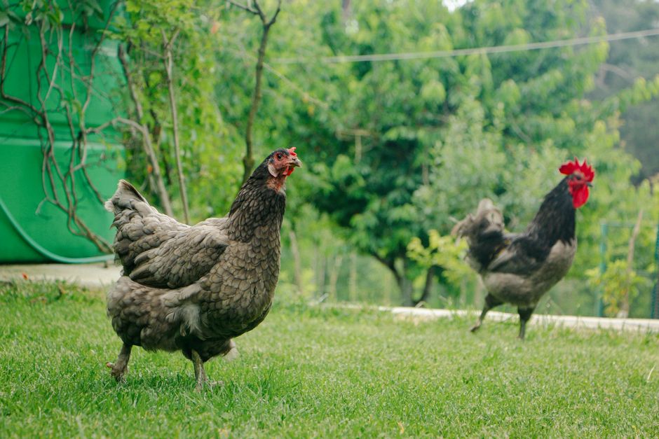 5 Olahan Ayam Praktis untuk Acara Arisan dan Gathering