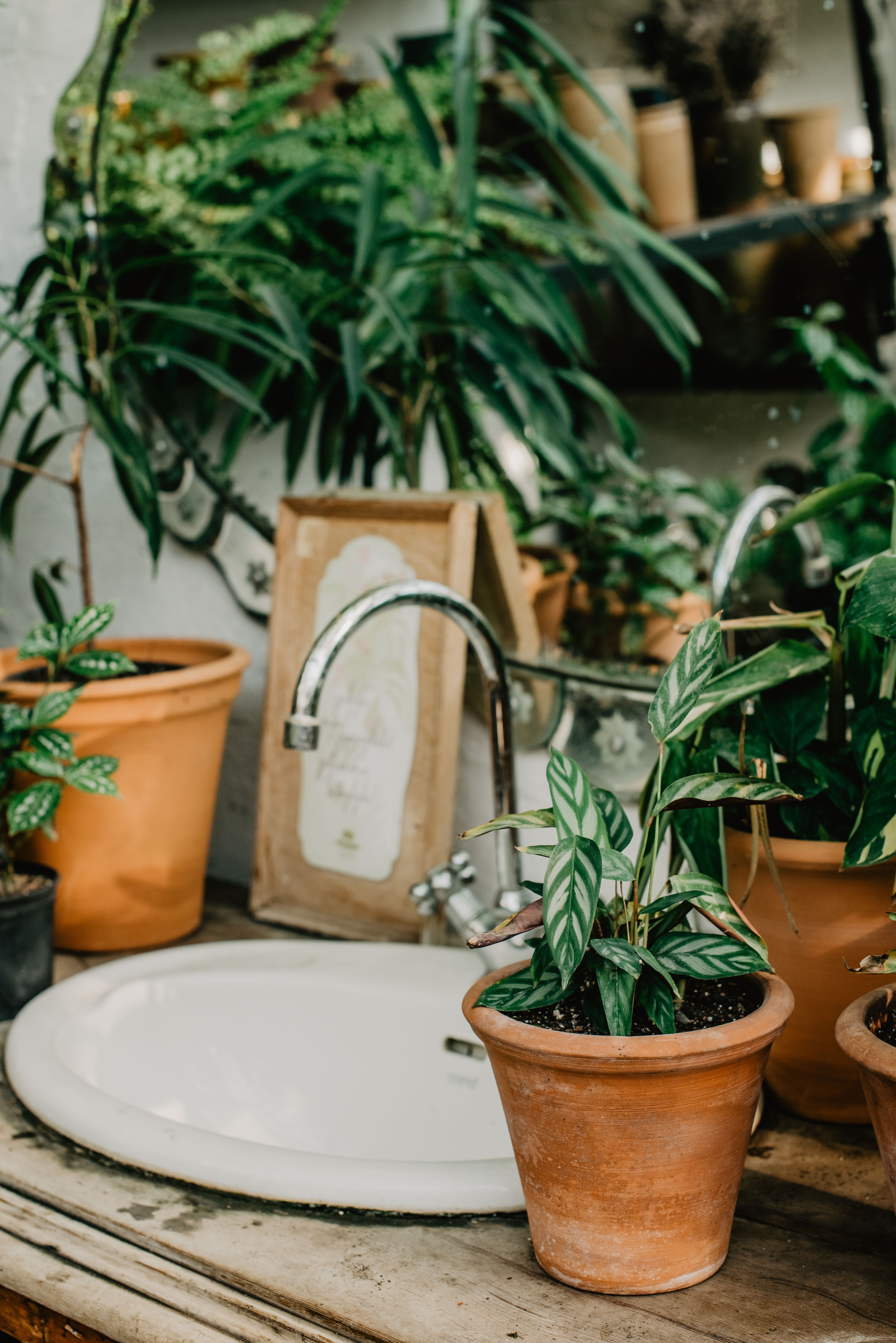 Rustic Indoor Gardening with Ceramic Pots · Free Stock Photo