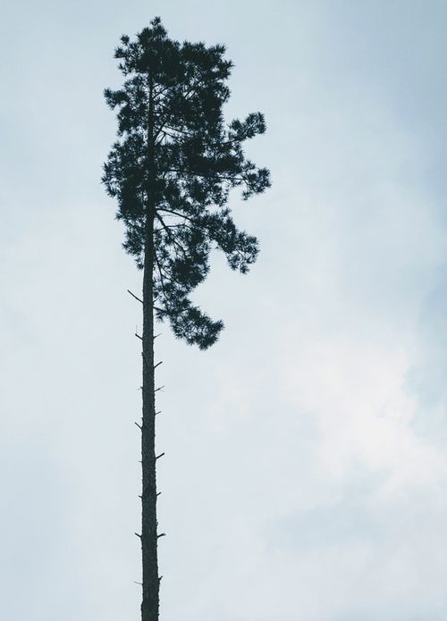 Free Solitary pine tree silhouetted against a cloudy sky in Naberezhnye Chelny, Tatarstan. Stock Photo