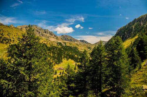 High Angle Shot Of Tall Green Trees On Mountain Slopes  Under Blue Sky