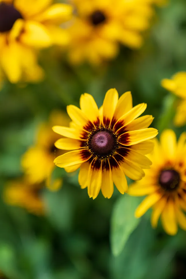 The Secret to an Abundant Garden: Why You Need 'Generalist' Plants