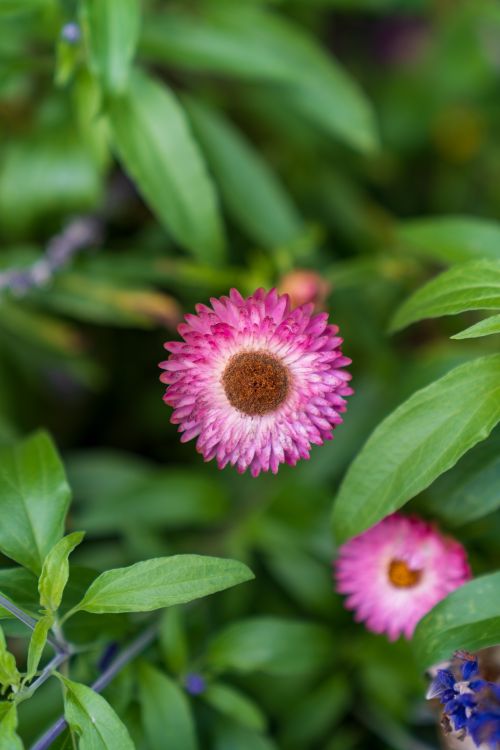 Free Stunning close-up of a pink strawflower amid lush green foliage, showcasing nature's beauty. Stock Photo