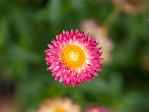 Free Close-up of a vibrant pink strawflower (Xerochrysum bracteatum) against a blurred green background. Stock Photo