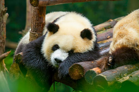 Charming giant panda relaxing on wooden logs at the Chengdu Zoo, Sichuan, China.