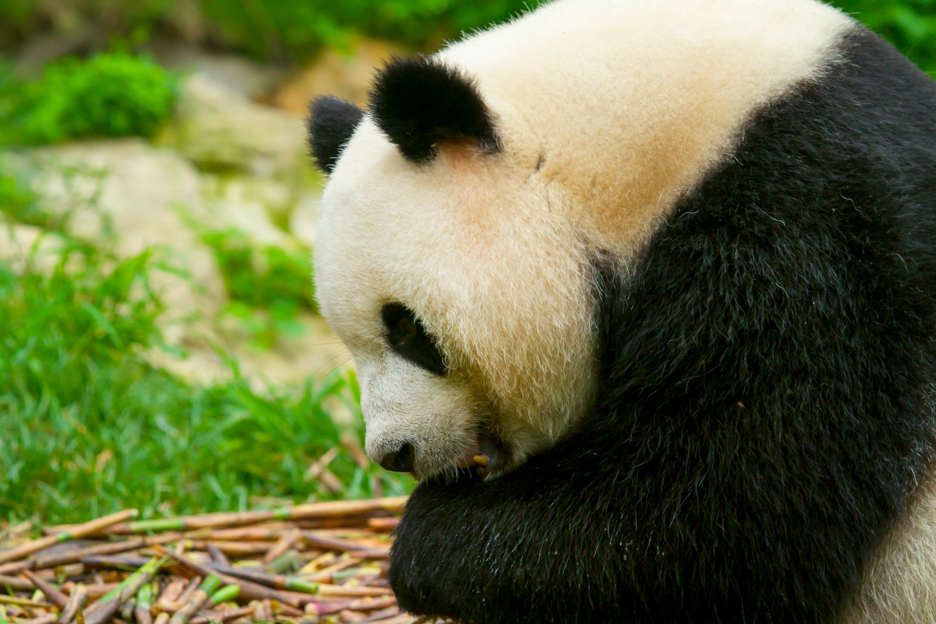 Chengdu, China