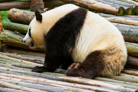 A cute giant panda lounging on bamboo logs at Chengdu Zoo, showcasing its distinctive black and white fur.