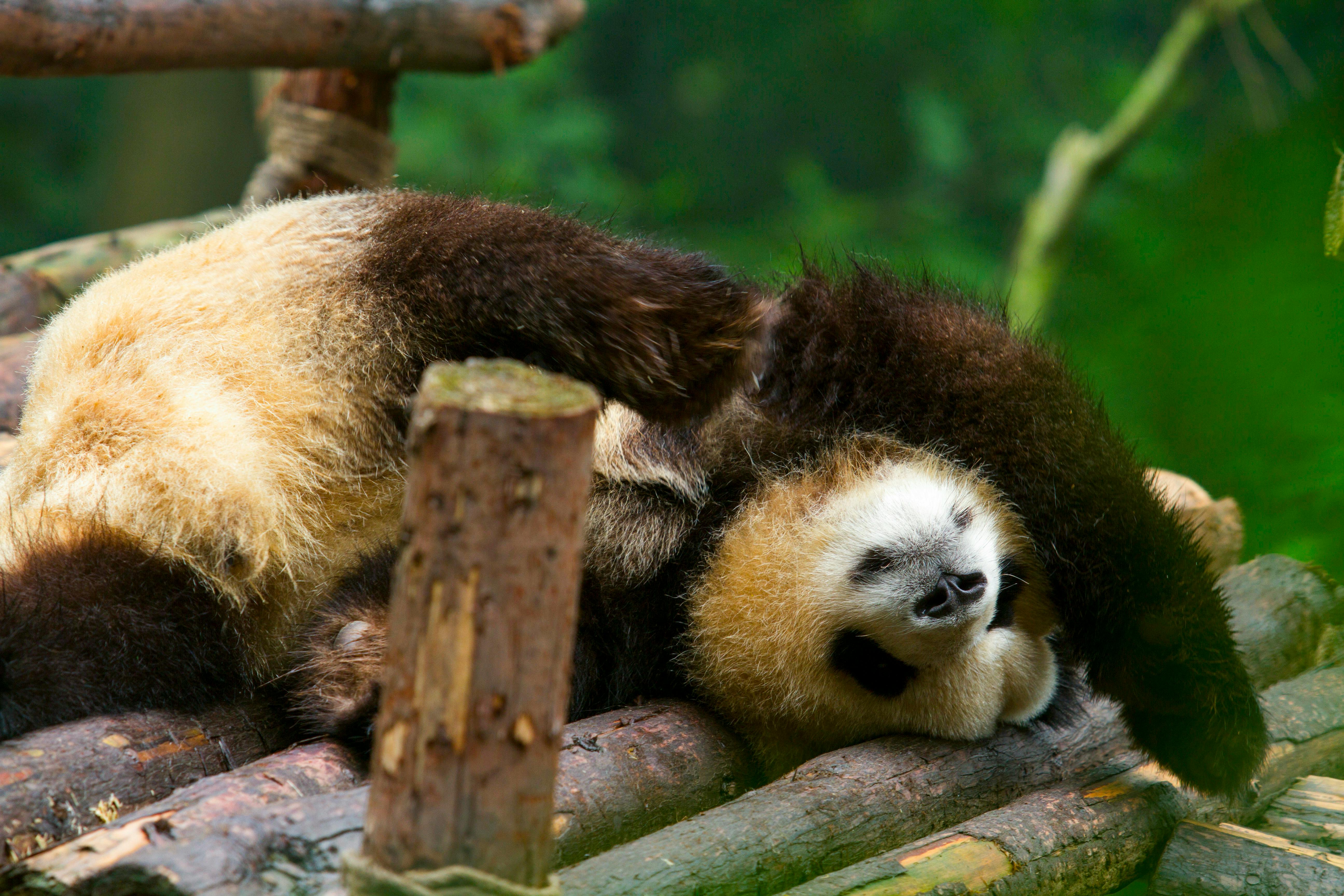 Sichuan's Giant Panda Sanctuaries, China - travel photo