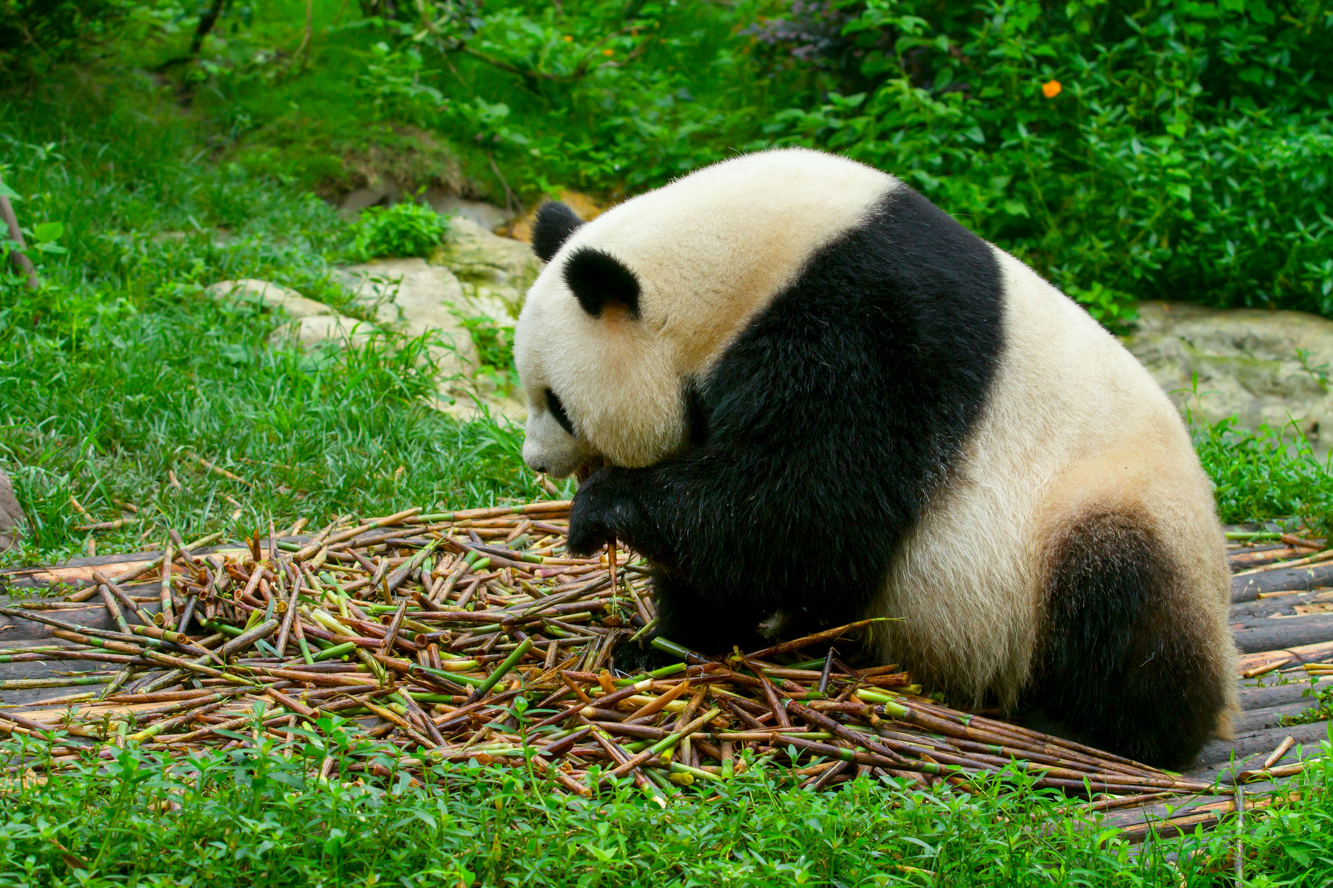 pandas géants zoo beauval