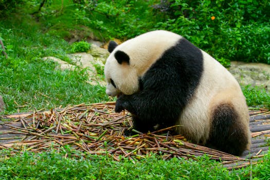 A giant panda munching on bamboo at the Chengdu Zoo, capturing a serene moment in nature.