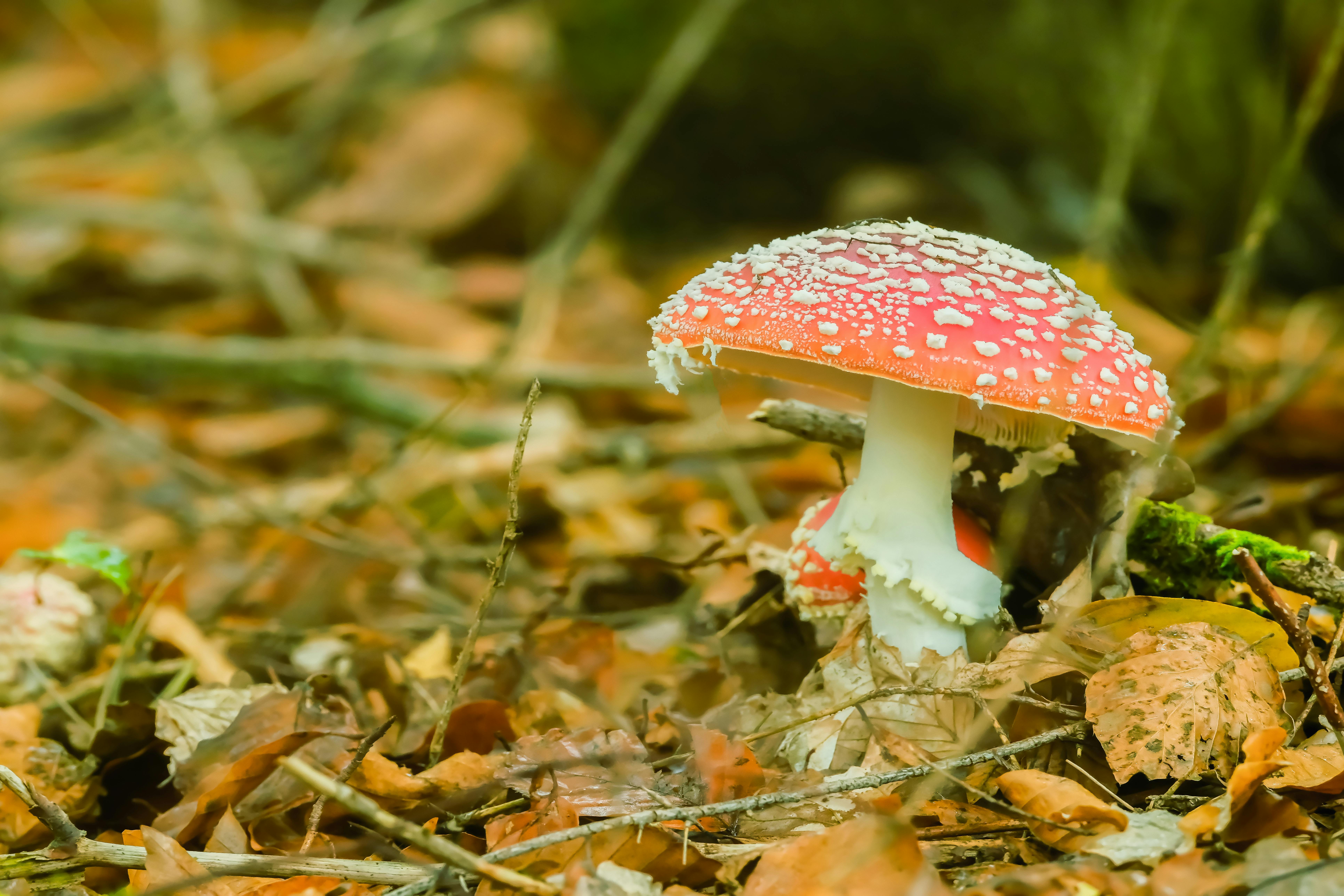 Colorful fly agaric mushroom among autumn leaves in the forest. Fungus with red cap and white spots.