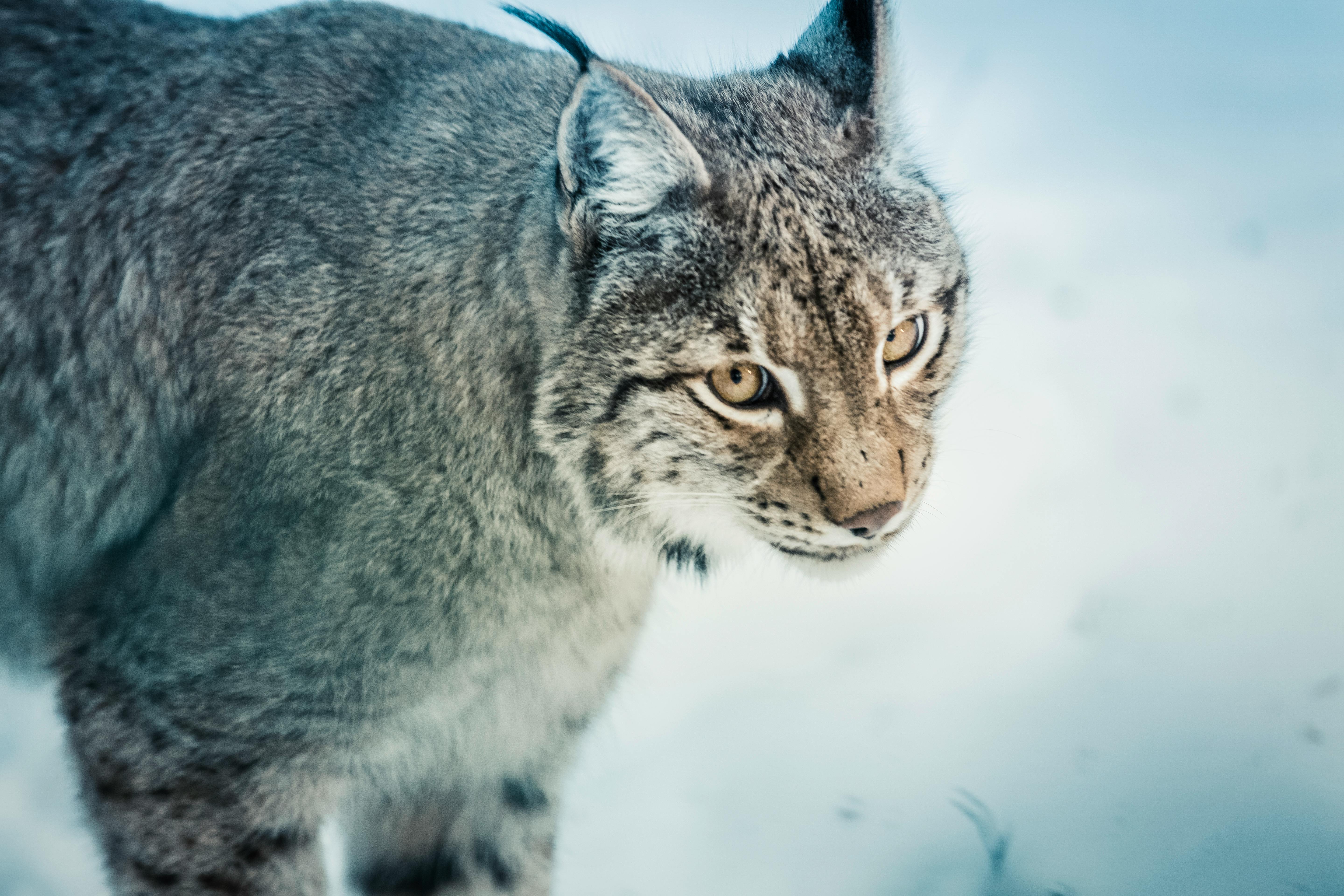 Lynx Wallpapers  Top Free Lynx Backgrounds  WallpaperAccess
