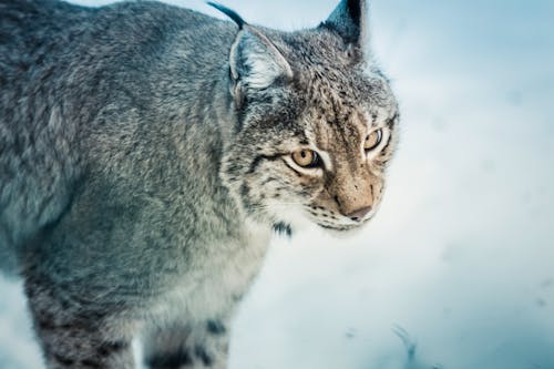 動物, 動物攝影, 哺乳動物 的 免费素材图片