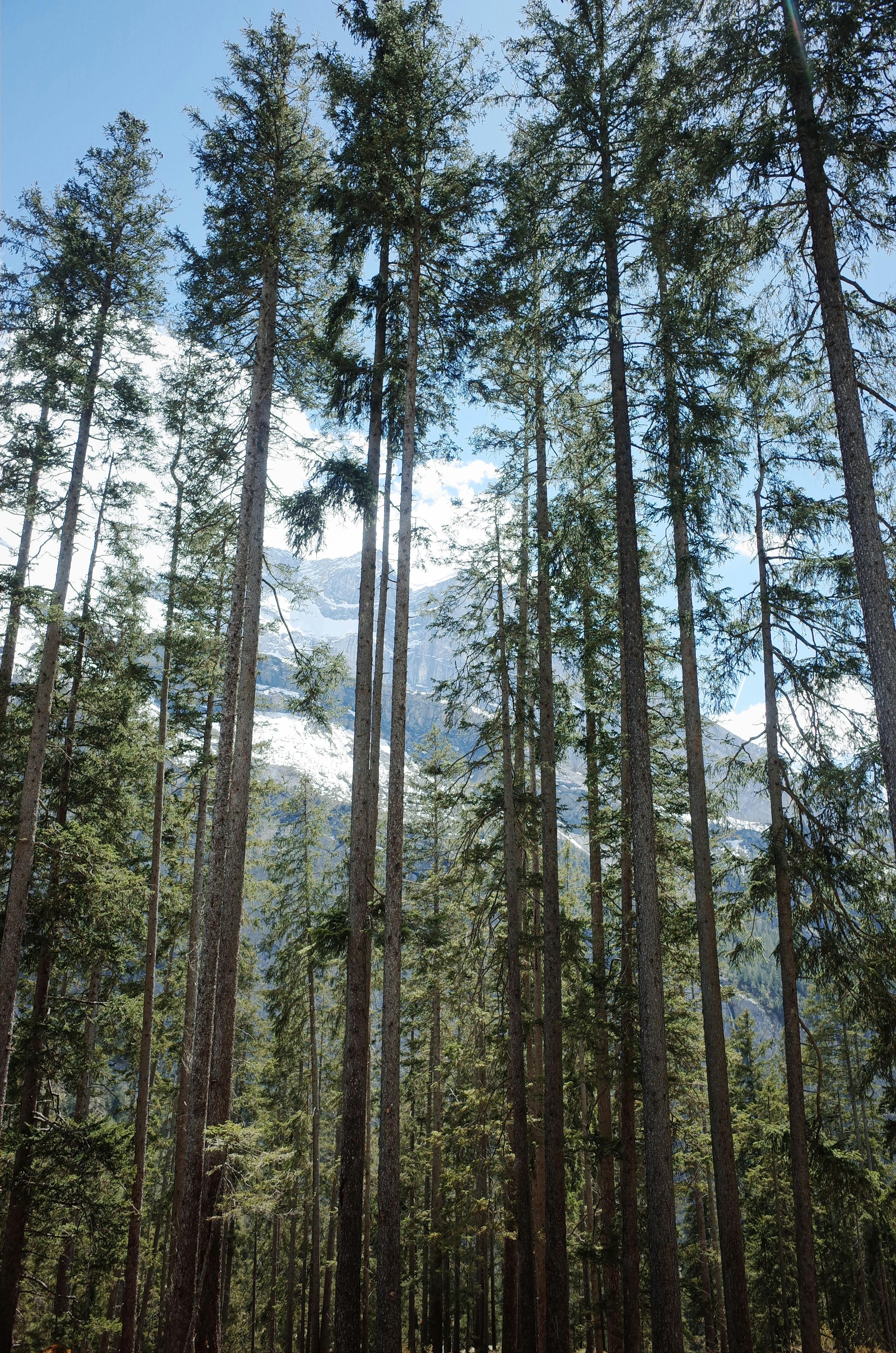 Stunning view of tall pine trees in Kandersteg, Switzerland, with majestic mountains peeking through.