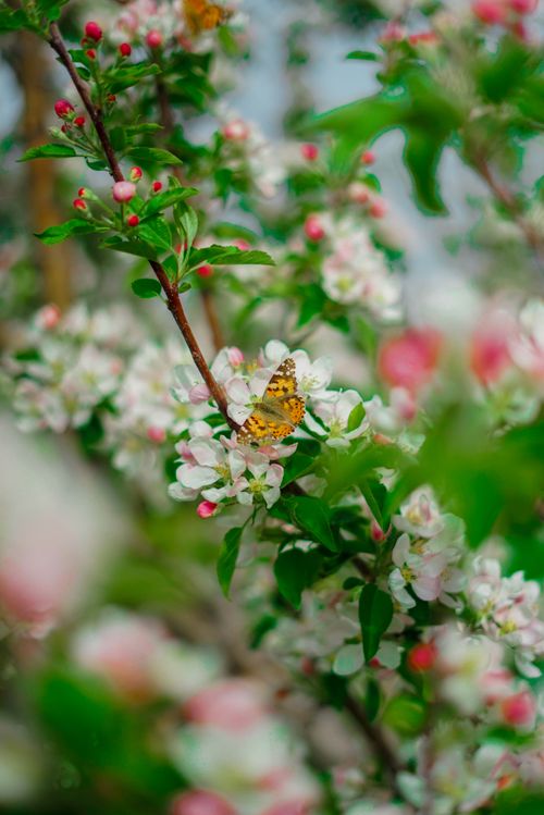 Free A butterfly perched on delicate pink and white flowers in spring, showcasing nature's beauty. Stock Photo
