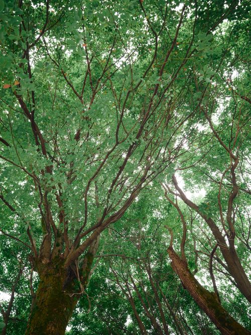 Free Looking up at a vibrant tree canopy in Chongqing, showcasing nature's beauty. Stock Photo