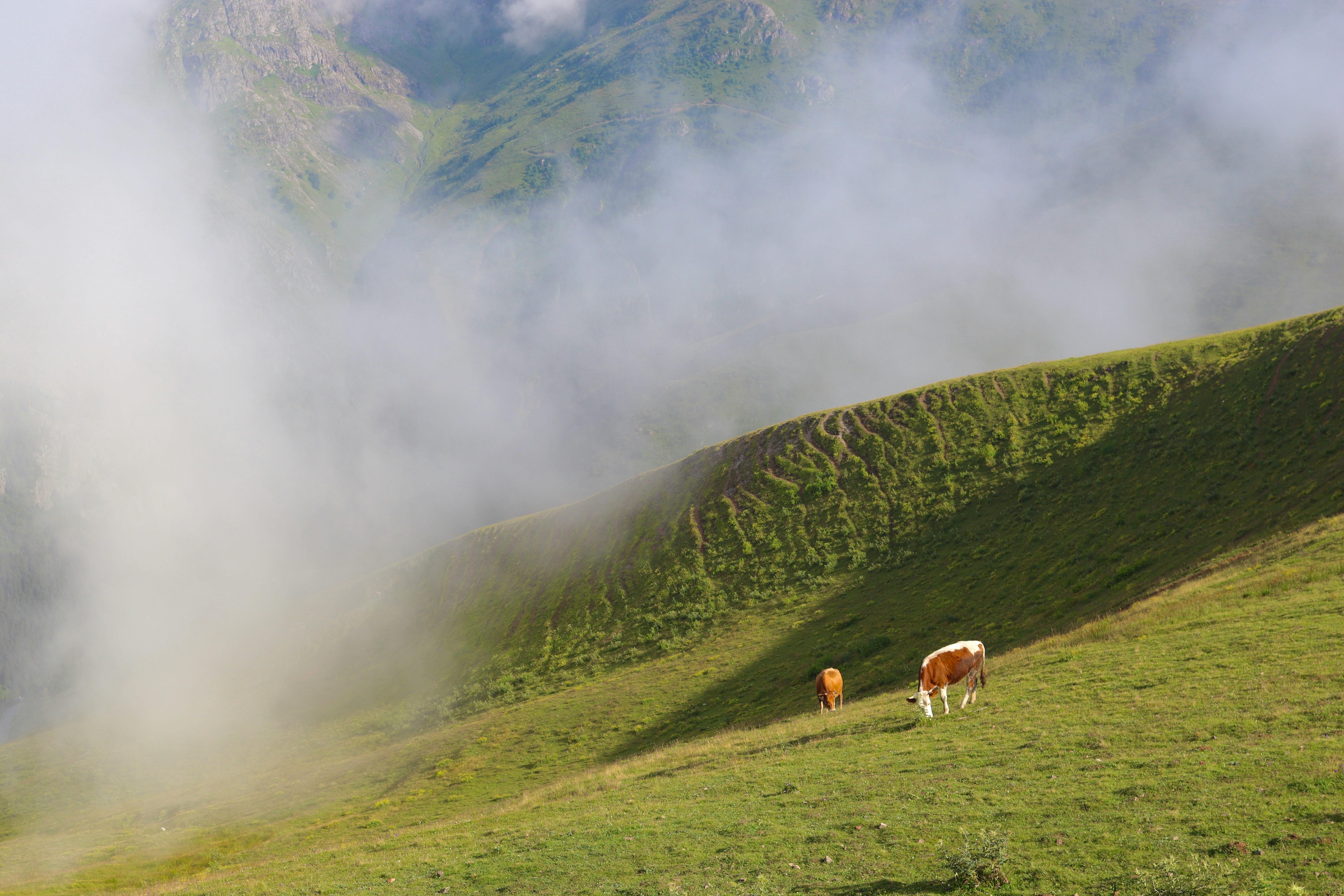 Serene mountain scene with cows grazing in a foggy meadow, capturing natural beauty.