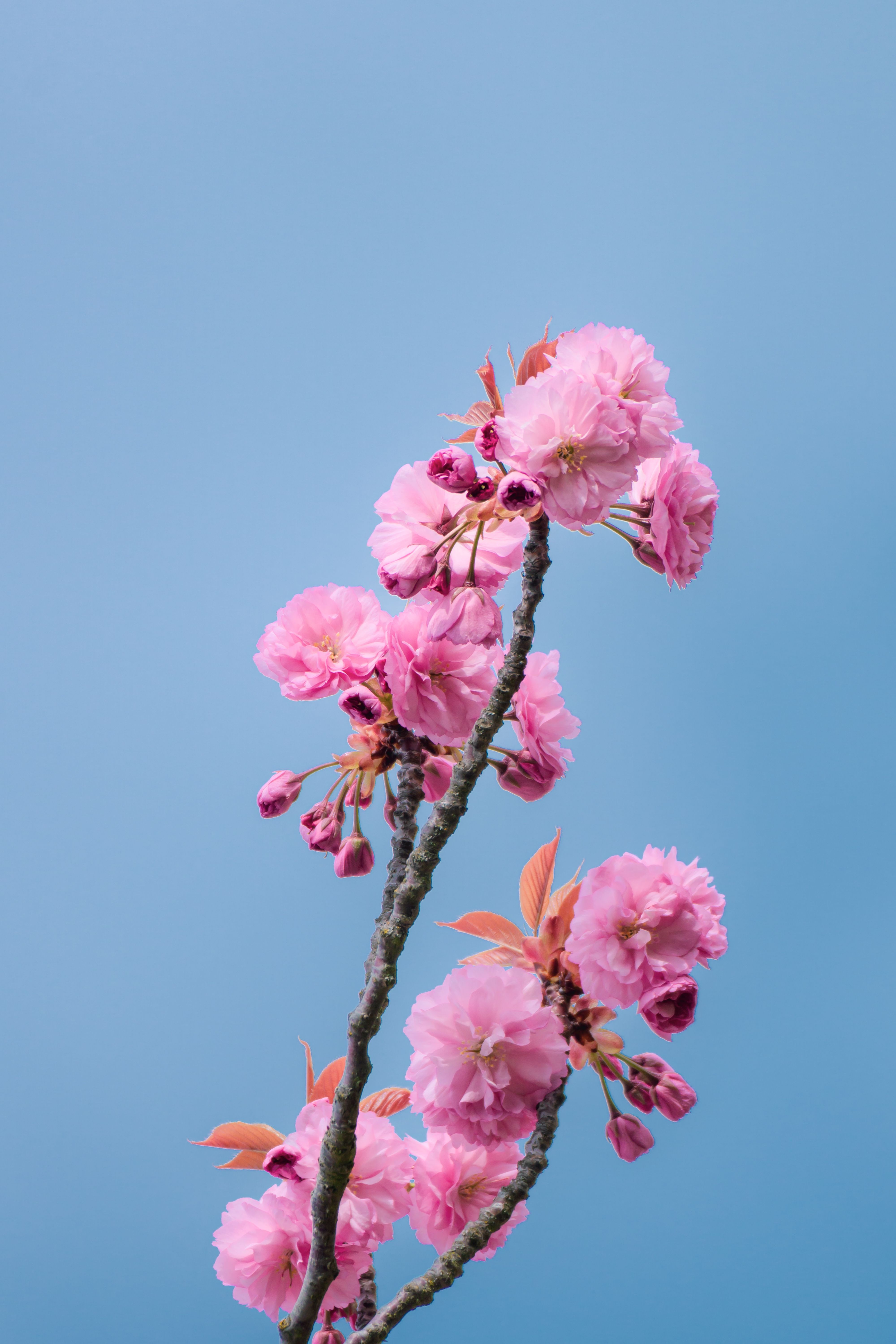 Vibrant Pink Cherry Blossoms Against a Blue Sky · Free Stock Photo