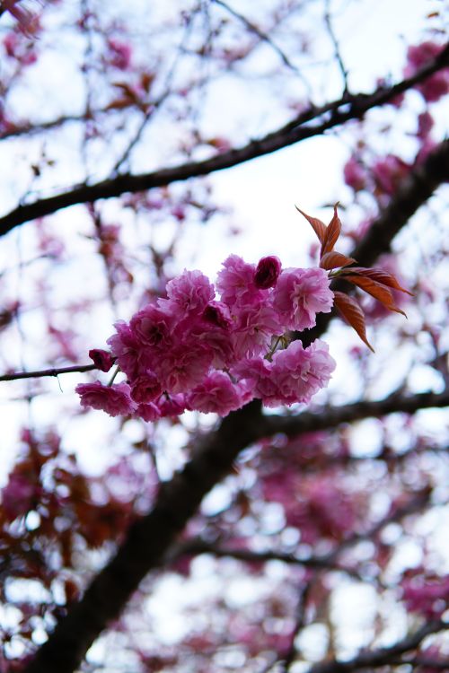 Free Close-up of blooming pink cherry blossoms on a branch during spring. Stock Photo