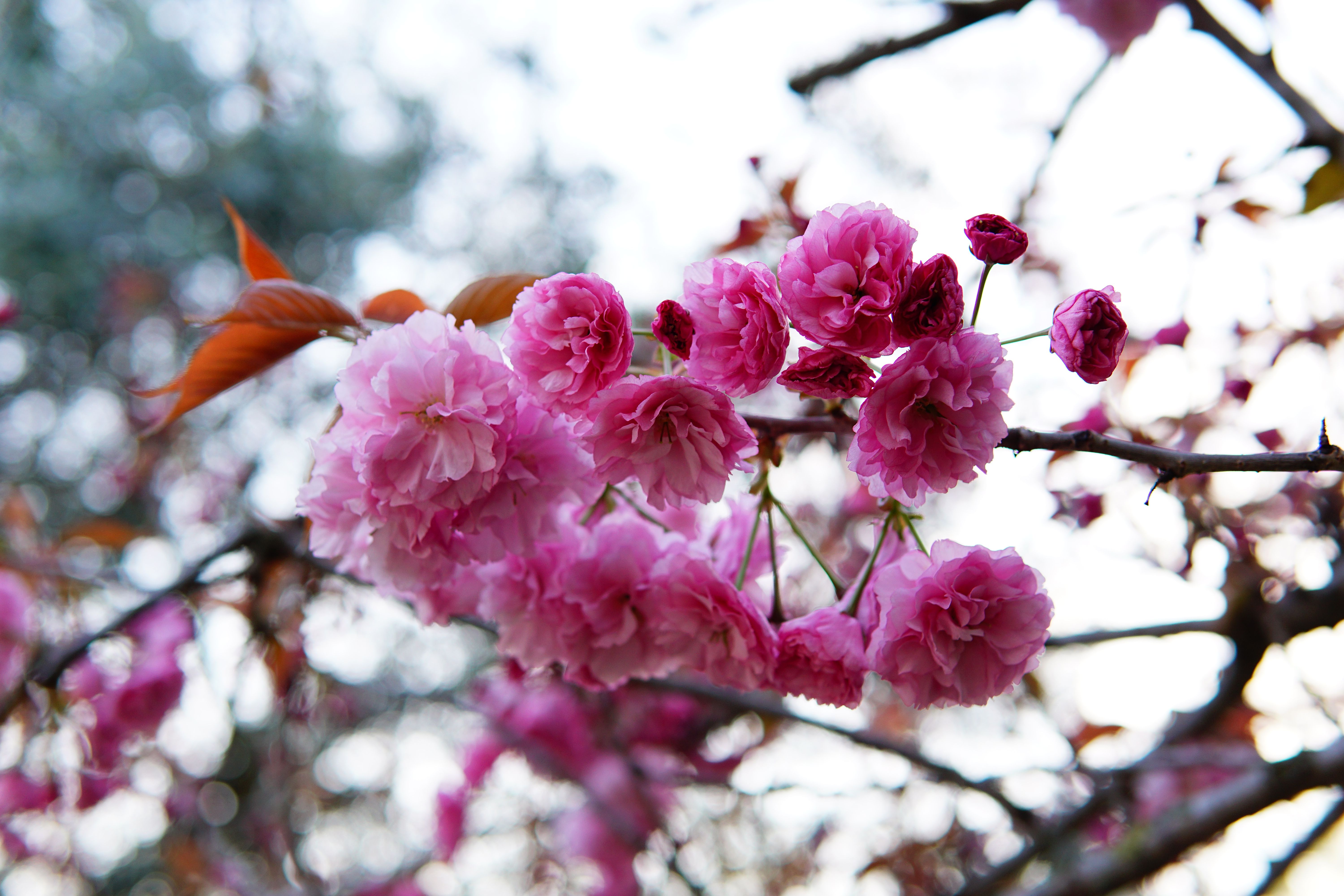 Close-Up of Pink Cherry Blossom Branch in Spring · Free Stock Photo