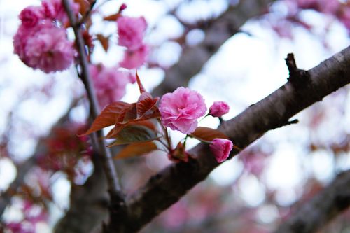 Free Close-up of beautiful pink cherry blossoms on a tree branch during spring. Stock Photo